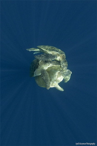 A ball in rays
Mating Turtles by Iyad Suleyman 